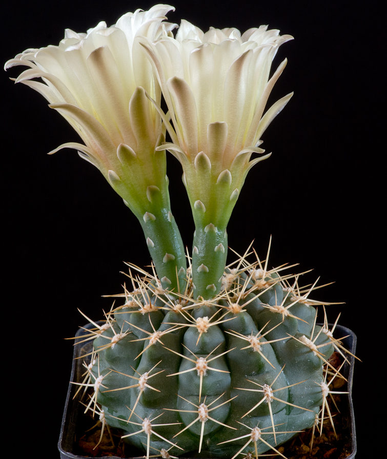 Gymnocalycium borthii BO 89